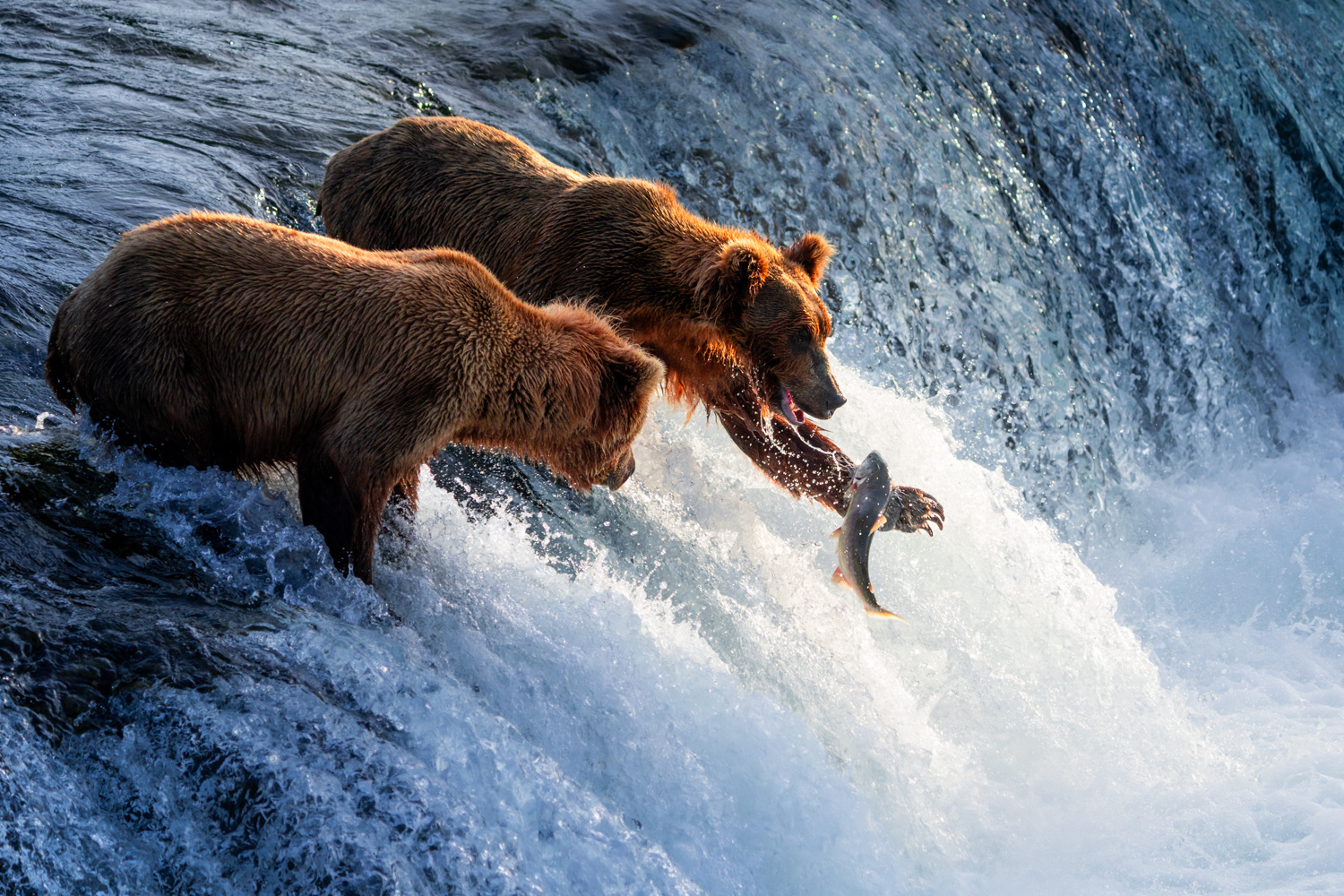 Surrounded by Brown Bears in Katmai National Park