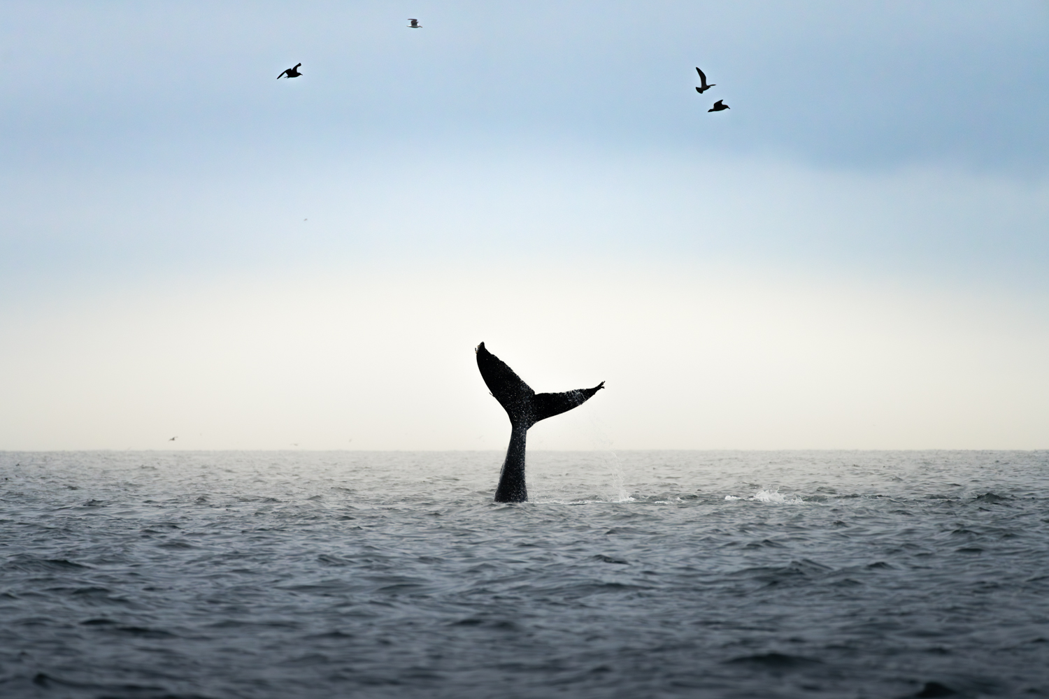 Photographing Humpback Whales in Monterey Bay